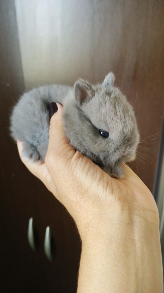 Coelhos Mini Ribeir O Preto Coelho Netherland Dwarf Show