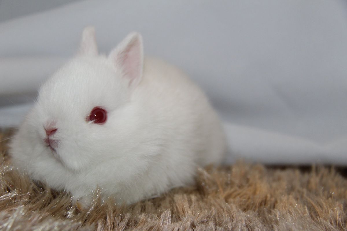 Coelhos Mini Ribeirão Preto Coelho Netherland Dwarf Pet